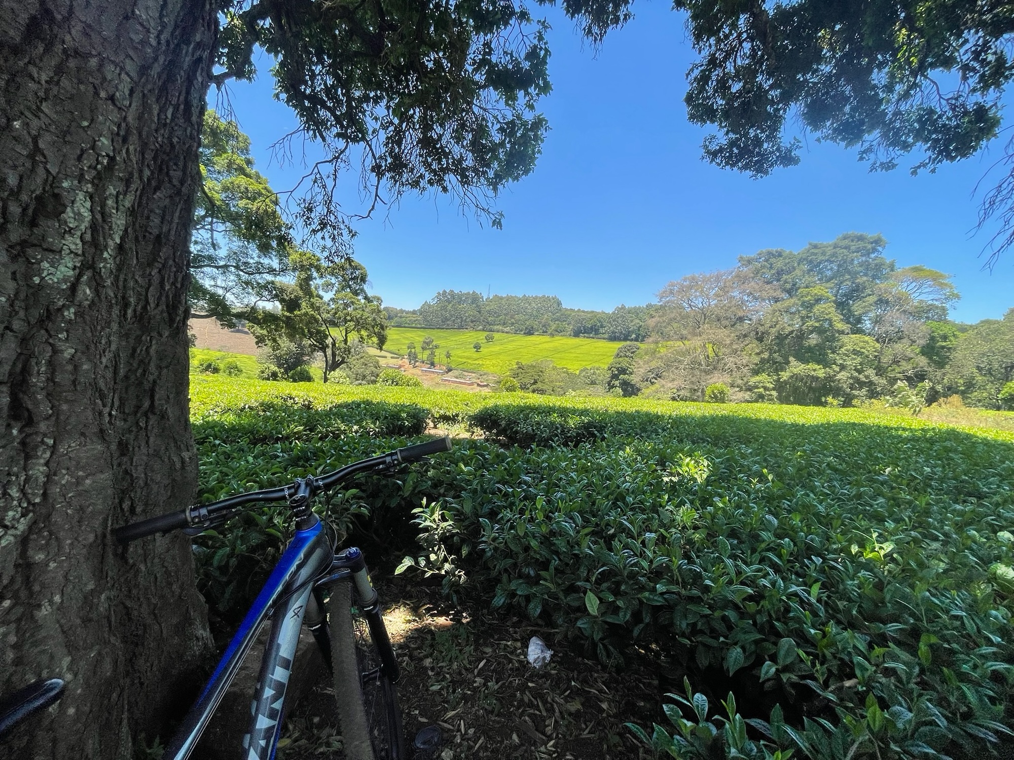 Cycling around tea plantations at BrackenHurst | Limuru